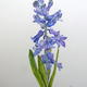 Hyacinth