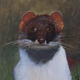Mr Stoat