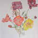 Poppies