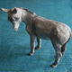 Little donkey