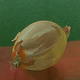 Portrait of an Onion
