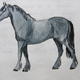 A Fell is a fine Pony