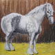 A Shire Heavy Horse