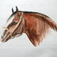 A Clydesdale