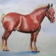 A young Suffolk Punch