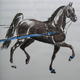 Tennessee Walking Horse
