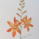 Montbretia
