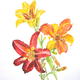 Day Lillies
