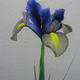 Bearded Iris