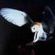 Owl on the prowl