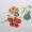 Nasturtium