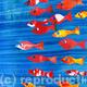Tropical Fish