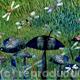 Dragonflies