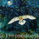 Midnight Owl