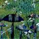 Dragonflies