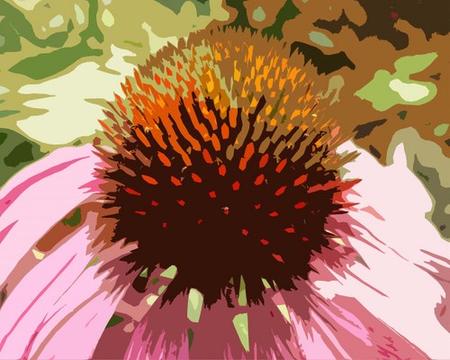 Echinacea