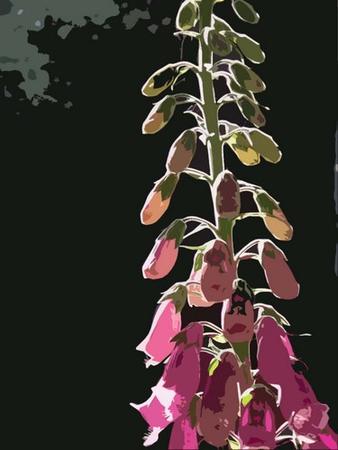 Foxglove