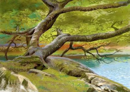 Oak at Rydal