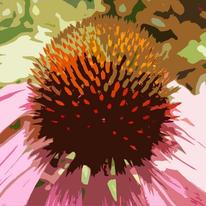 Echinacea