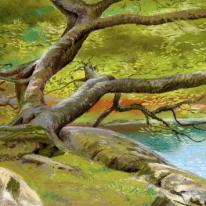 Oak at Rydal