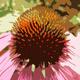 Echinacea
