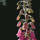 Foxglove