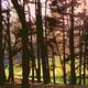 Dales wood