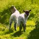 Twin lambs