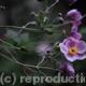 Anemone Japonica