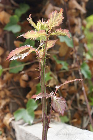 Thorny Subject