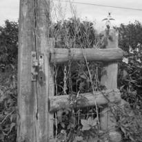 Cedar Stile