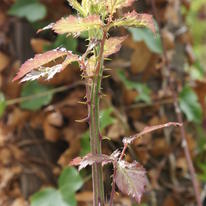 Thorny Subject