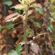 Thorny Subject