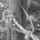 Entwined