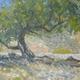 Old olive tree