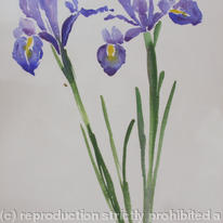 Two Irises