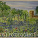 Cornflower field with…