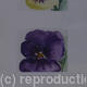 Three Purple Pansies