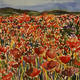 Poppy Field - Original…