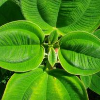 Plant Life