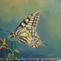Swallowtail