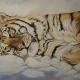 Siberian Tiger
