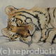 Siberian Tiger