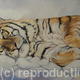 Siberian Tiger