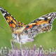Painted Lady