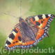 Small Tortishell