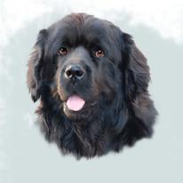 Cuddly Newfy