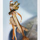 Evolution III | £99 | | Collage Evolution III