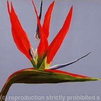 Strelitzia