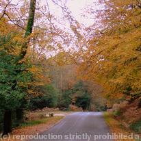 Autumn in the New Forest